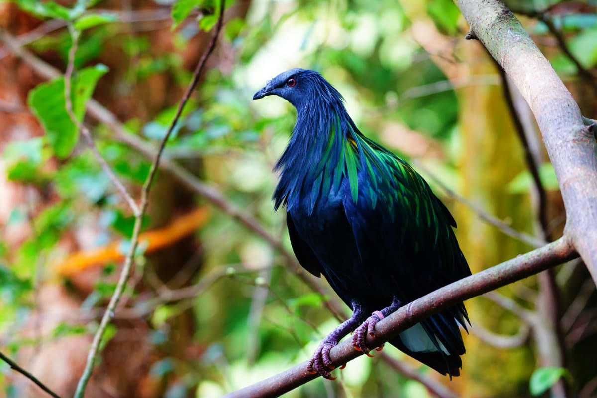 Black bird with iridescent blue and green plumage perched on a branch surrounded by green foliage at Phuket Bird Park