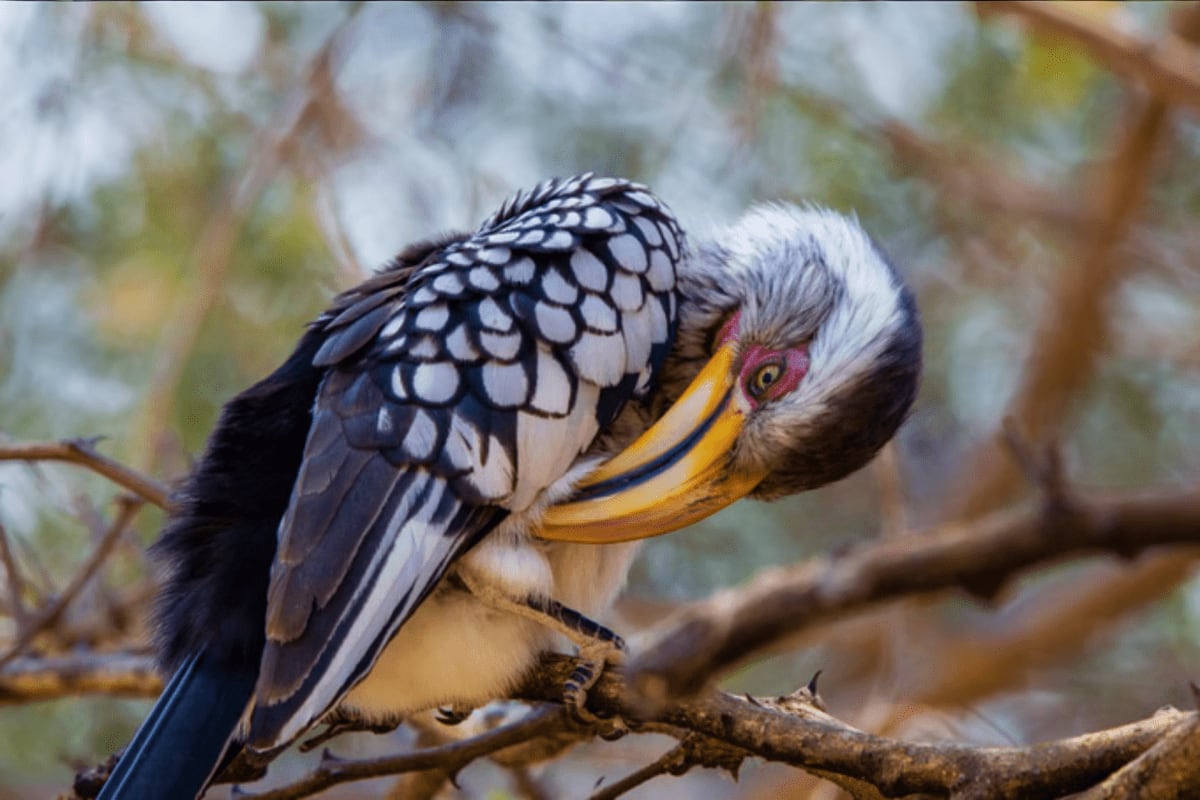 Crested hornbill with black and white plumage and yellow beak perched on a branch at Phuket Bird Park
