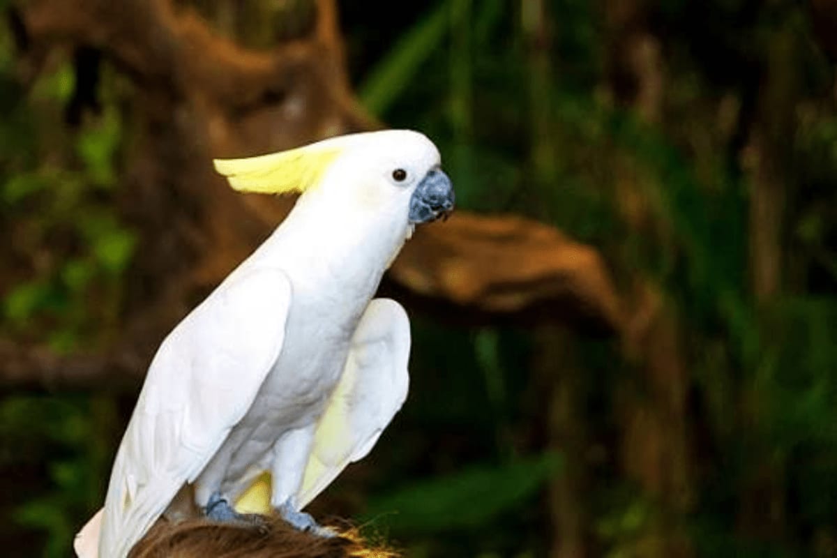 Phuket Bird Park White Sulphur-crested cockatoo with yellow crest perched on branch at Phuket Bird Park