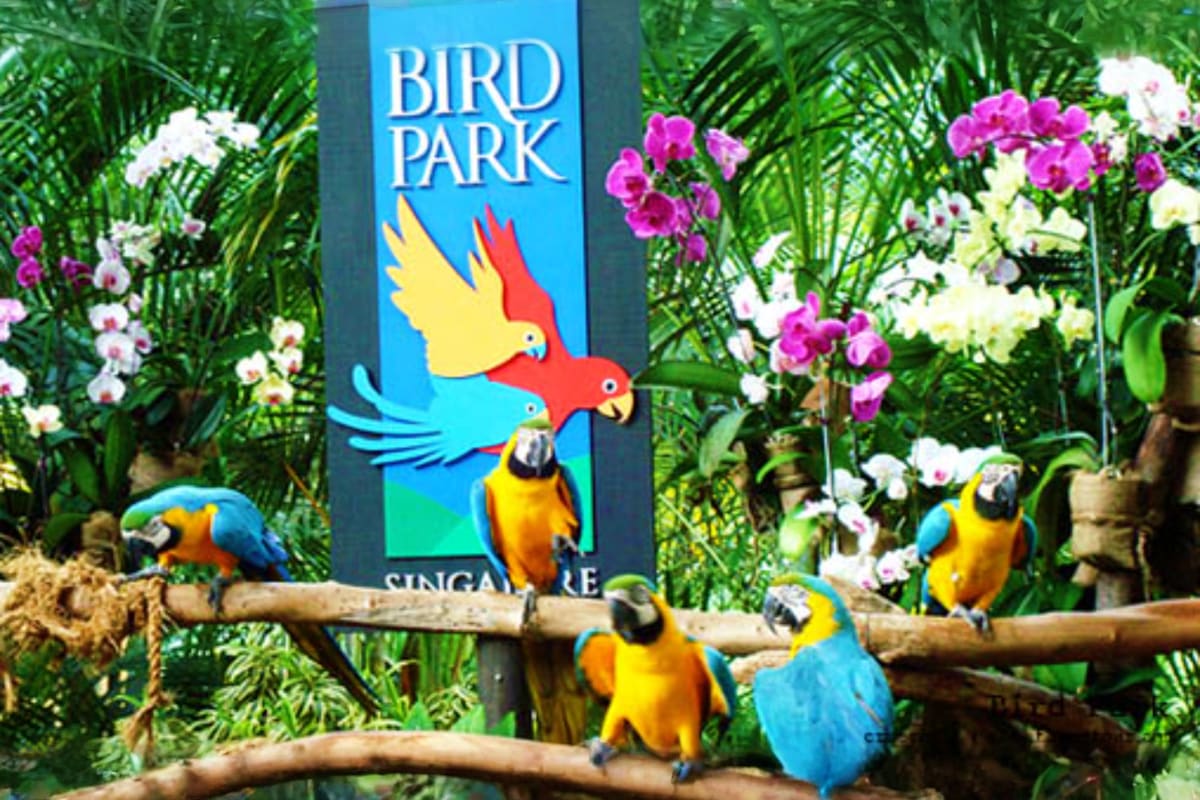 Phuket Bird Park Colorful macaws perched on wooden branches at Phuket Bird Park with sign and tropical flowers in background