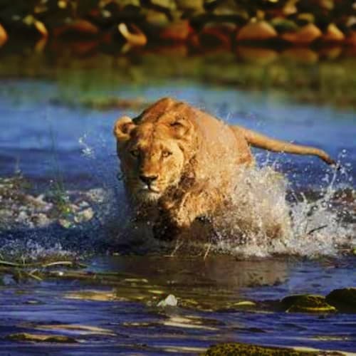 Lion wading through shallow water at Al Ain Zoo, splashing as it walks through the stream