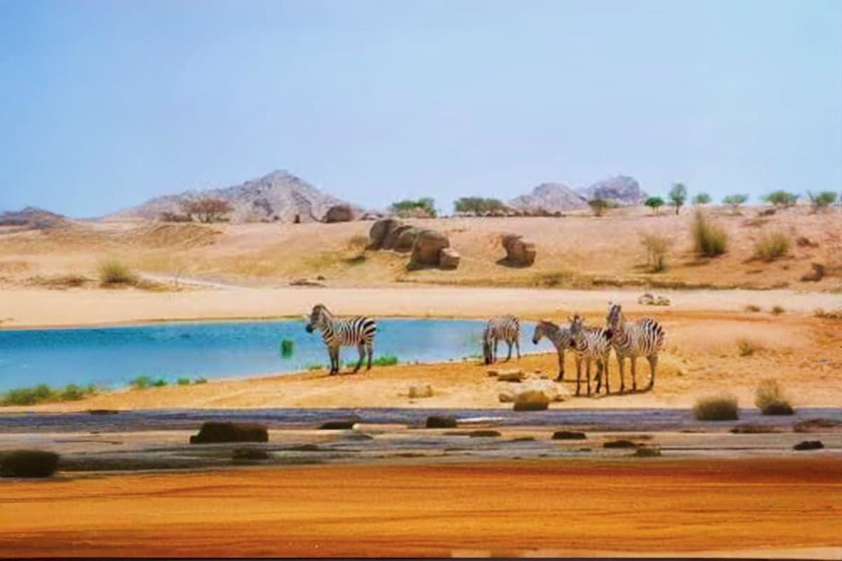 Zebras drinking and gathering at a watering hole in Al Ain Zoo with desert landscape, rocky hills, and sparse vegetation in b