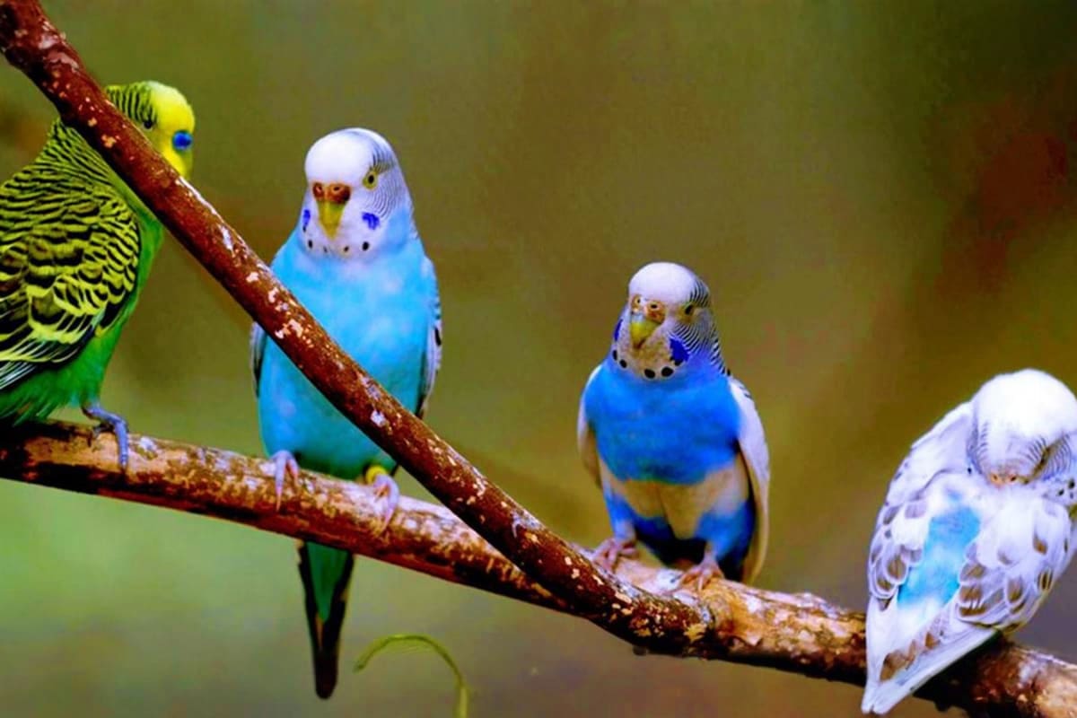 Colorful budgies with yellow and green plumage perched together on a brown branch against a blurred green background