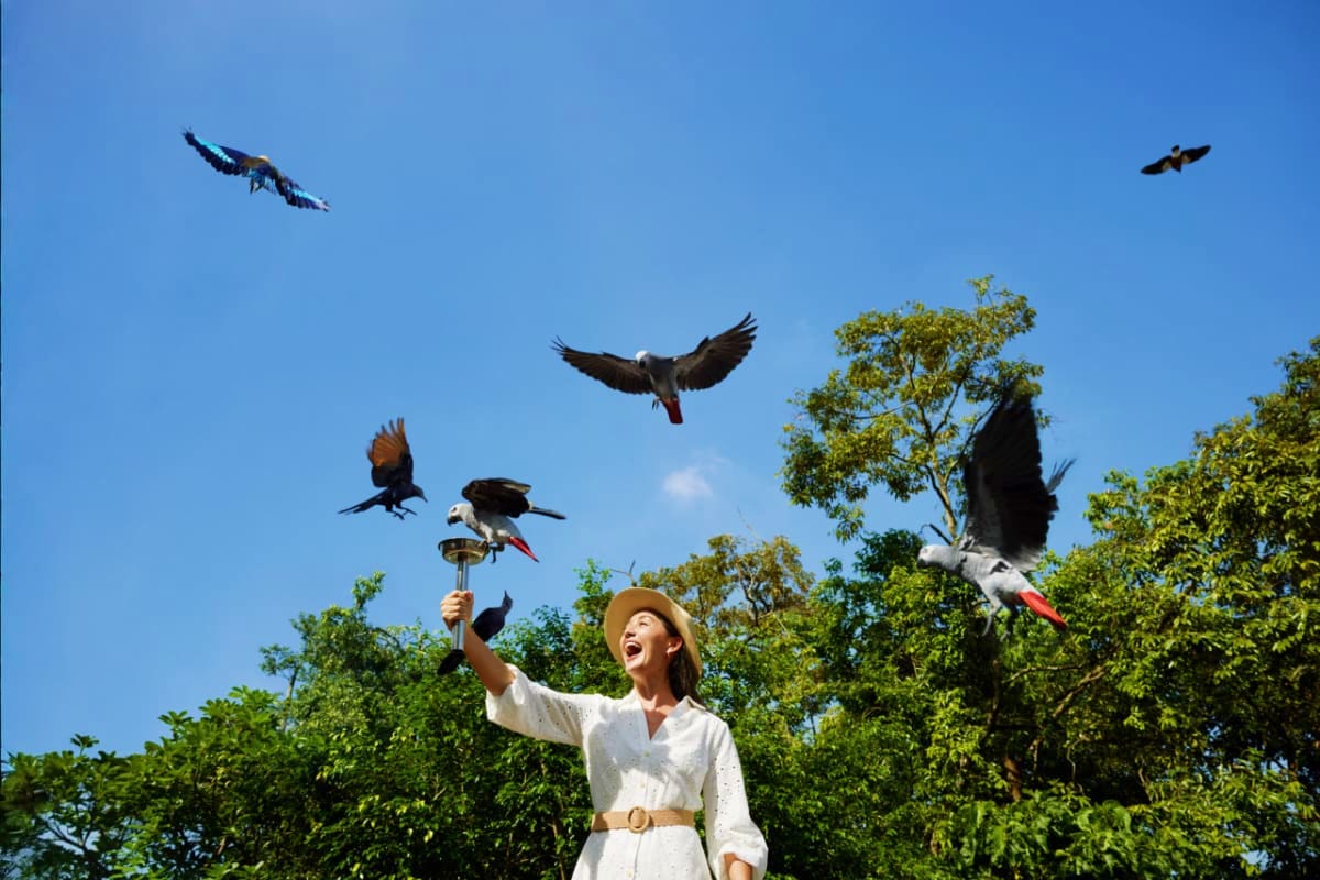Woman feeding multiple birds in flight surrounded by lush green trees under blue sky at Bird Paradise Singapore