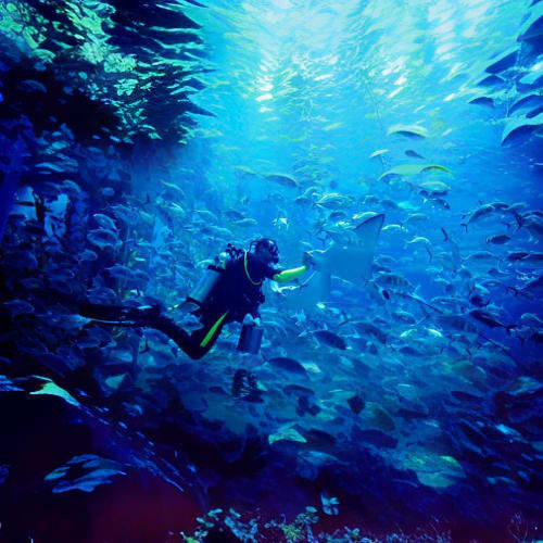 Scuba diver swimming underwater surrounded by schools of fish in blue ocean water near coral reef