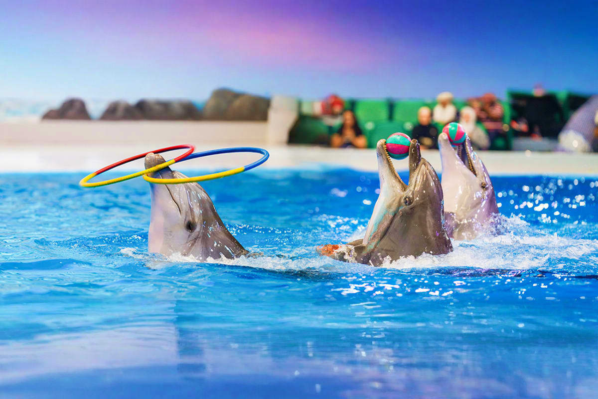 Dolphins performing with colorful rings and balls in a blue pool at a marine entertainment facility