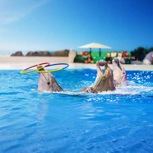 Dolphins performing with hoops in a pool at Dubai Dolphinarium with beach and umbrella visible in background