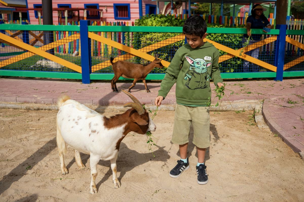 Child feeding goats at Dubai Safari Park petting area with colorful fence and farm buildings in background
