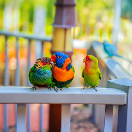 Colorful rainbow lorikeets perched on a white railing with blurred garden background