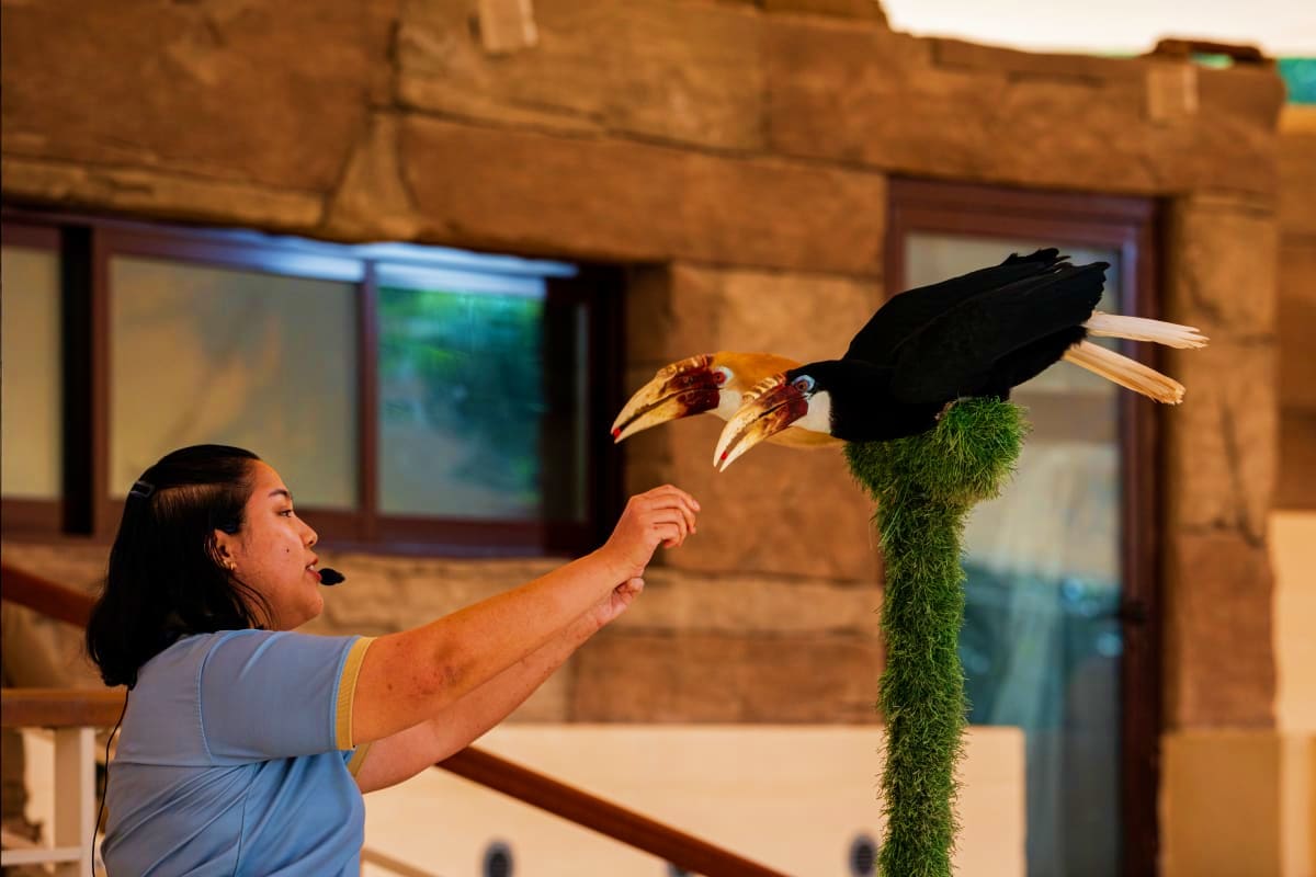 Handler feeding a large black and gold hornbill bird at Dubai Safari Park with stone building background