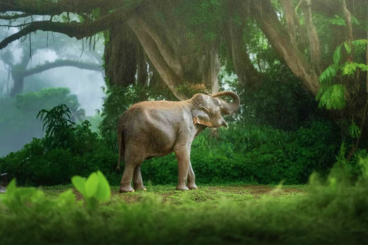 Young elephant walking through lush jungle forest with hanging vines and large trees