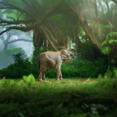 Young elephant standing in misty jungle beneath ancient trees with hanging vines and lush green vegetation