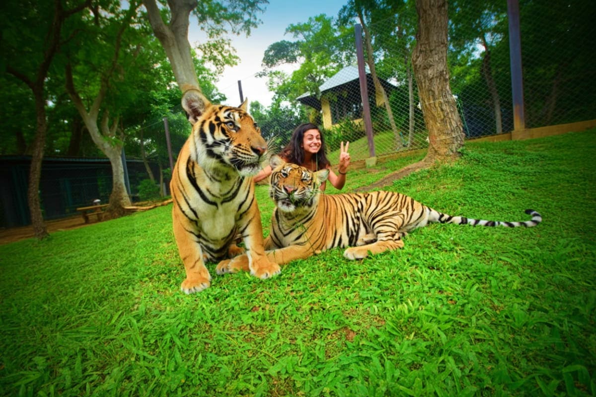 Phuket City tour with Tiger Kingdom Woman posing with adult tiger and tiger cub on grass at Tiger Kingdom sanctuary in Phuket, Thailand