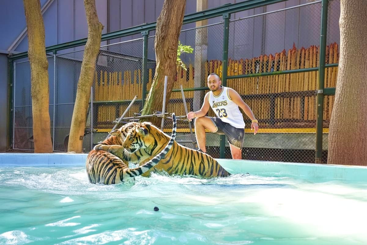 Phuket City tour with Tiger Kingdom Man in Lakers jersey crouching by pool watching tiger swimming in water at Tiger Kingdom wildlife facility in Phuket
