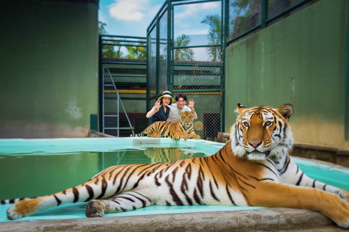 Phuket City tour with Tiger Kingdom Tourists posing with tigers in turquoise pool at Tiger Kingdom sanctuary in Phuket, Thailand