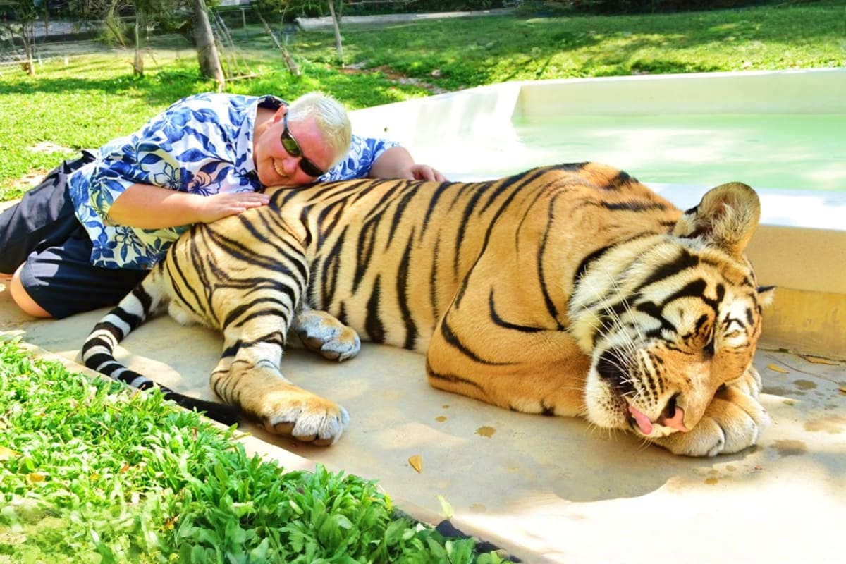Phuket City tour with Tiger Kingdom Man petting large Bengal tiger at Tiger Kingdom wildlife sanctuary in Phuket