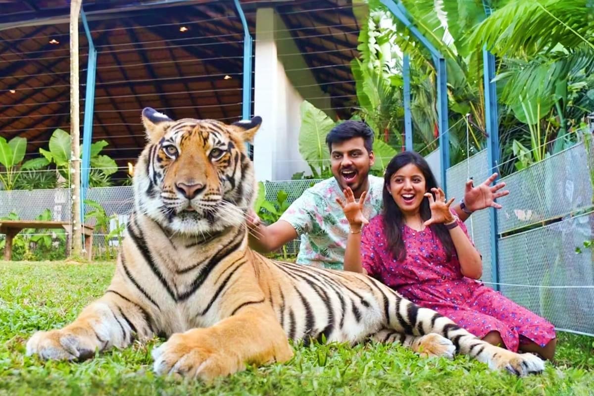 Phuket City tour with Tiger Kingdom Couple posing with Bengal tiger at Tiger Kingdom sanctuary in Phuket, Thailand tourist attraction