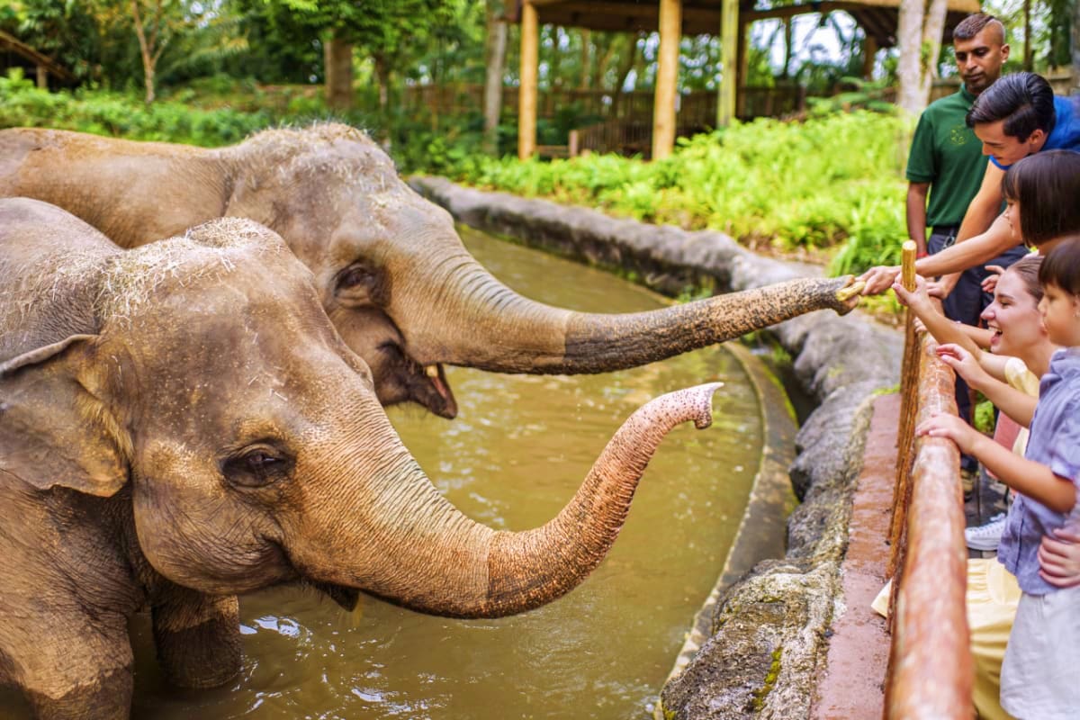 Visitors feeding bamboo to an elephant in a shallow pond at Singapore Zoo with lush greenery and wooden structures in backgro