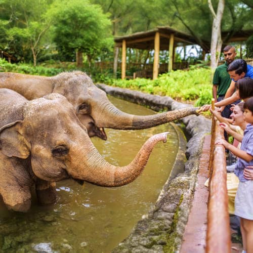 Elephant using trunk to interact with visitors at wooden railing beside water pool in zoo setting