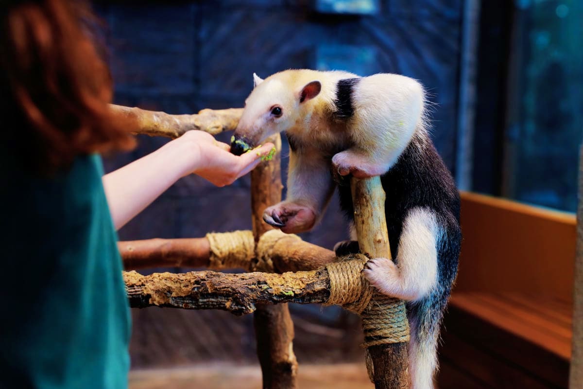 Person feeding a black and white possum on a wooden branch at The Green Planet Dubai indoor zoo attraction