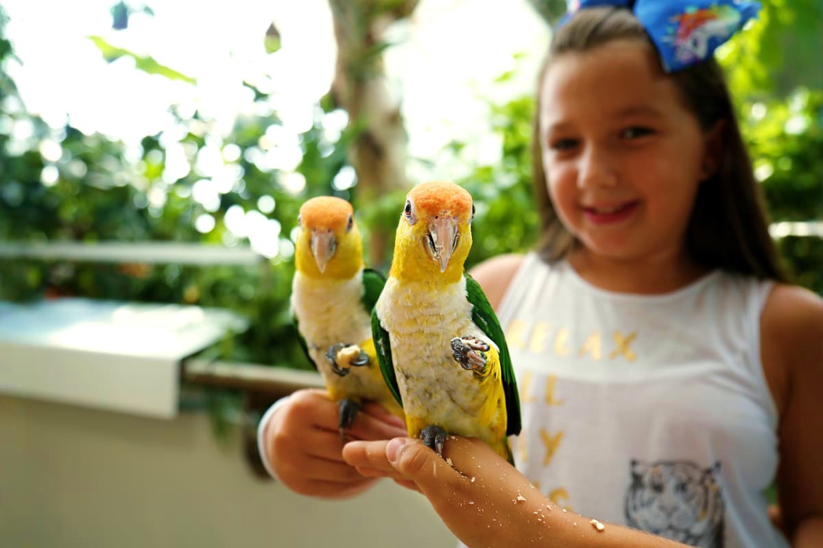 Child holding two colorful yellow and green parrots on her arm in a tropical garden setting at The Green Planet Dubai