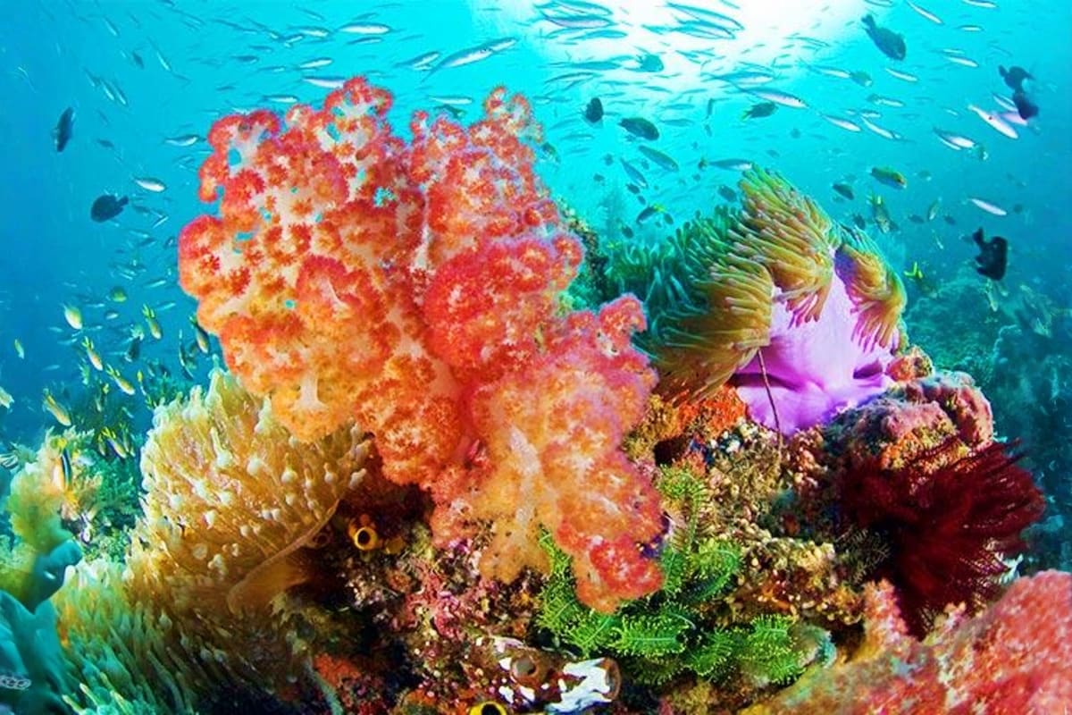 Coron Diving Tour Colorful coral reef with red and orange soft corals, purple sea anemones, and schools of fish swimming in clear turquoise wat