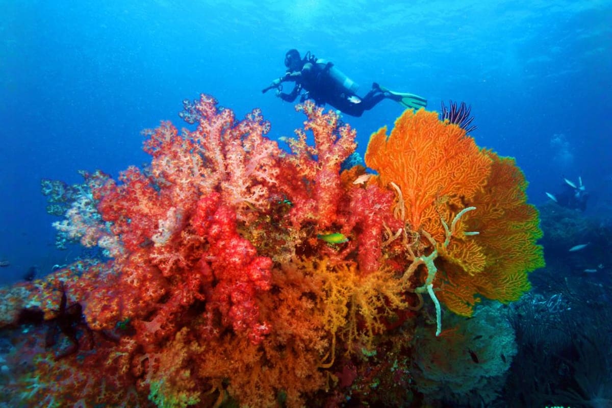 Coron Diving Tour Scuba diver exploring vibrant red and orange soft corals in deep blue ocean water during Coron diving tour