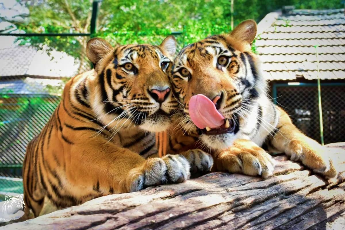 7 Days Exotic Thailand Vacation Two Bengal tigers resting together on logs in a sanctuary enclosure with green vegetation and buildings visible in the backgr