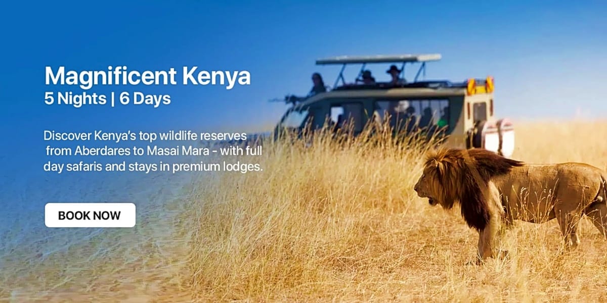 Lion standing in savanna grassland with safari vehicle in background, Kenya wildlife reserve