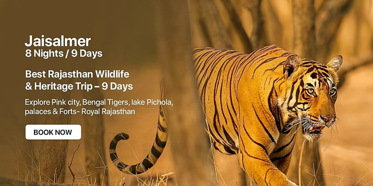 Bengal tiger walking through dry grassland in Jaisalmer, Rajasthan wildlife sanctuary