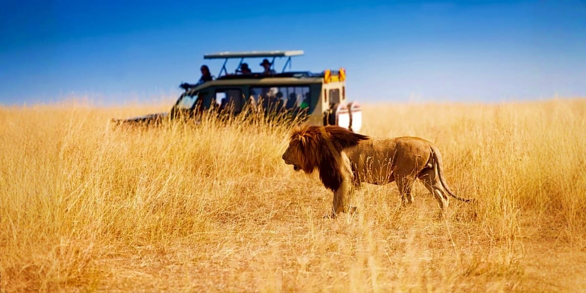 Lion walking through golden savanna grassland with safari vehicle and tourists in background under clear blue sky