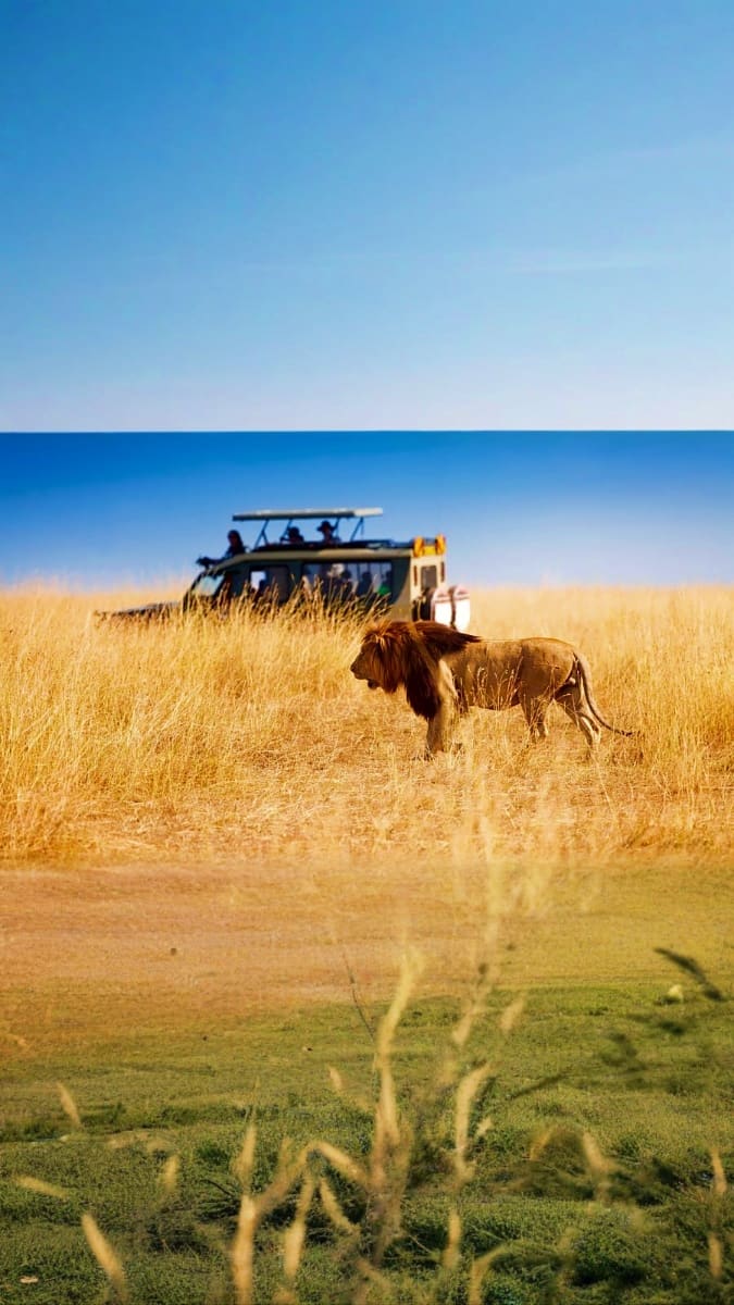 Wildebeest walking through golden savanna grassland with safari vehicle and tourists in background, Kenya