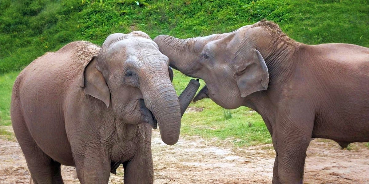 Two elephants touching trunks affectionately in a natural sanctuary setting with green vegetation in the background