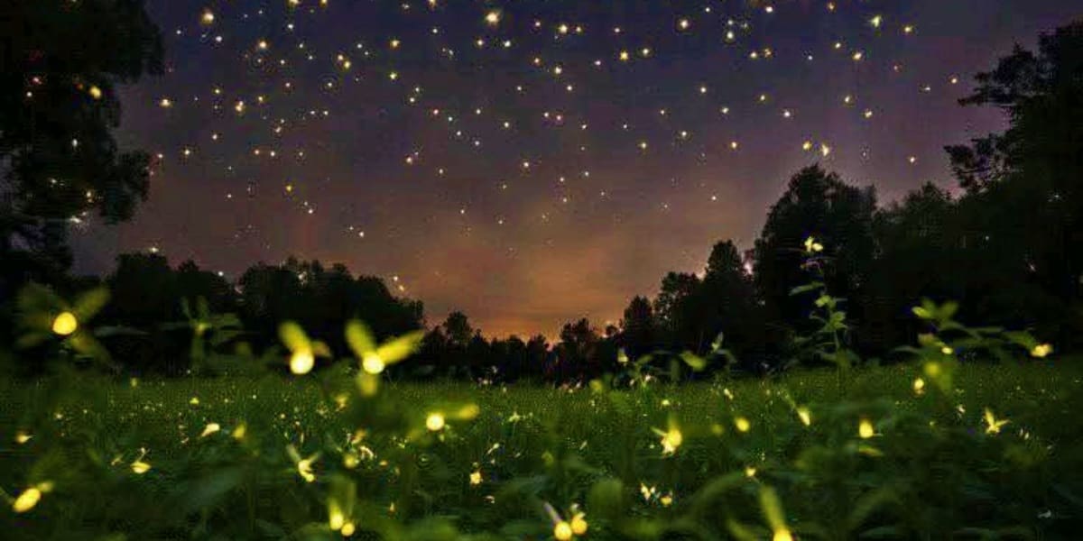 Fireflies glowing in a grassy meadow at night with starlit sky and forest silhouettes in Puerto Princesa