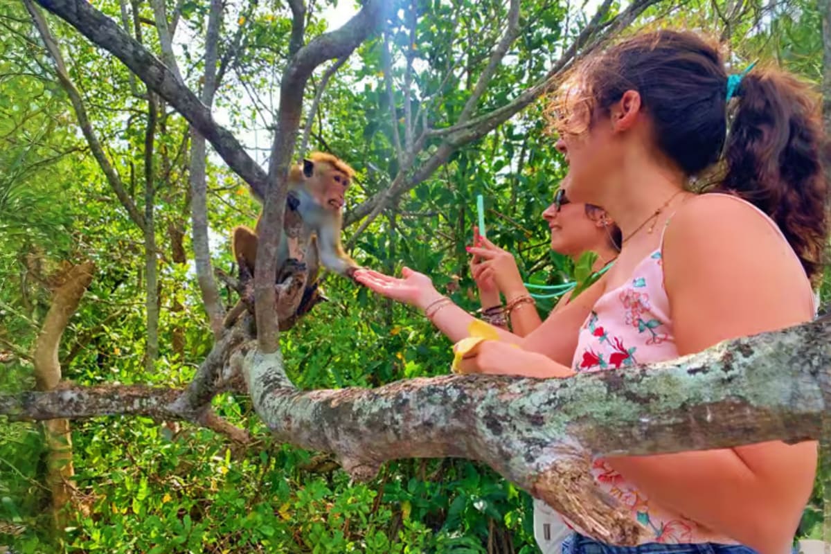 Galle Day Tour with Tea Factory and Cinnamon Island from Colombo Woman feeding monkeys on a tree branch during a wildlife encounter on a tropical tour in Sri Lanka