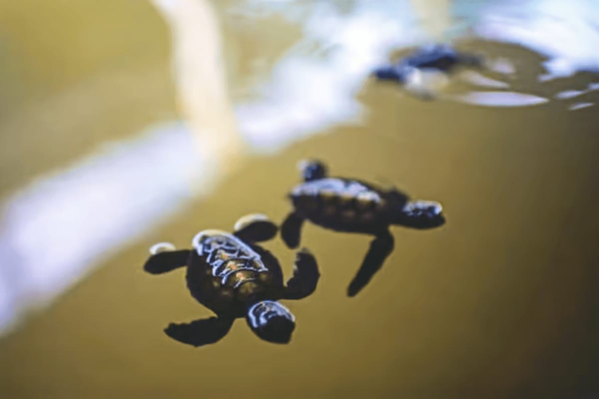 Galle Day Tour with Tea Factory and Cinnamon Island from Colombo Baby sea turtles swimming in shallow water during marine wildlife activity in Sri Lanka
