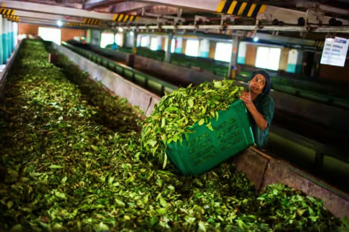 Worker holding green crate of fresh tea leaves in processing factory with large batches of dried tea leaves in industrial dry