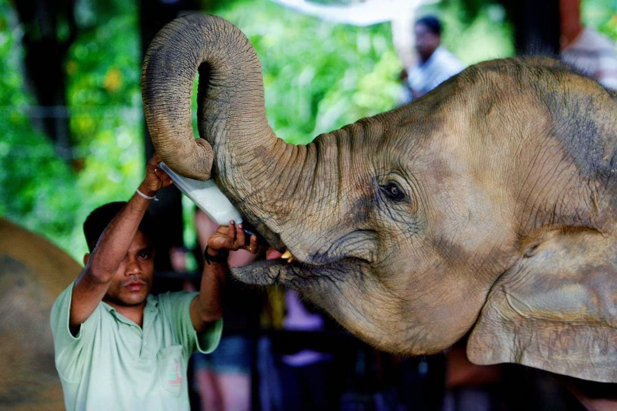 Young elephant raising trunk to interact with caretaker at wildlife sanctuary during guided safari tour