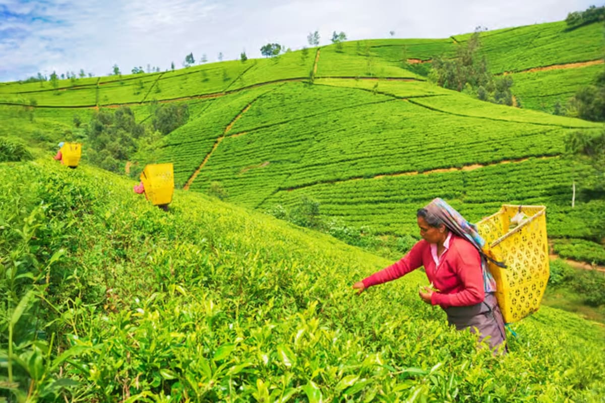 Tea plantation worker harvesting green tea leaves on hillside in Nuwara Eliya with yellow collection baskets and rolling hill