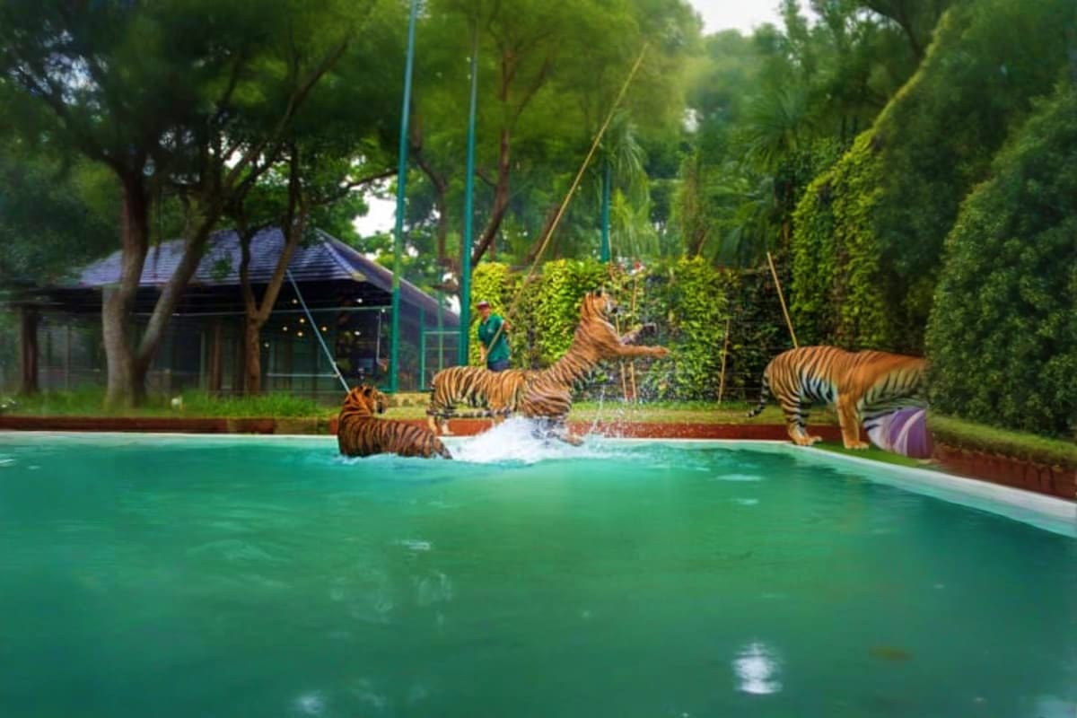 Tigers swimming and playing in turquoise pool at Tiger Kingdom sanctuary with ropes and lush green trees