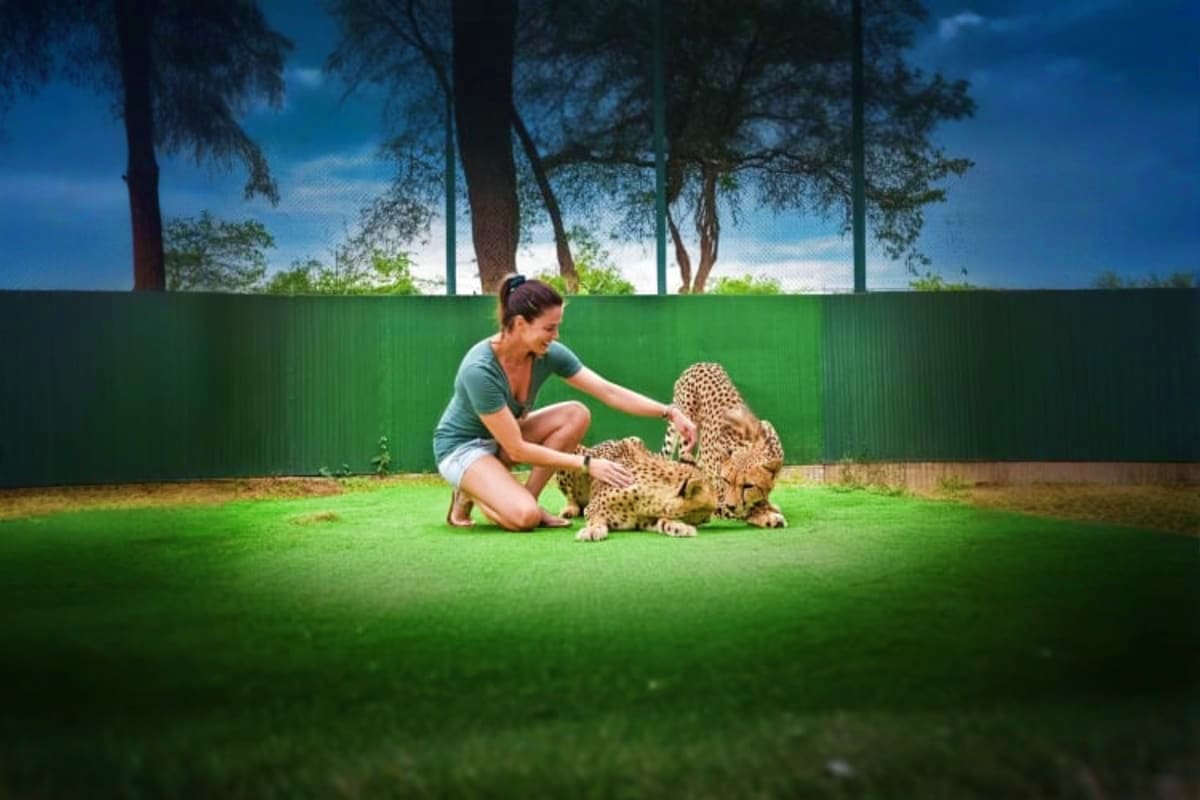 Tiger Kingdom Woman crouching and petting a young cheetah on grass in an enclosed wildlife sanctuary area with green fencing and trees