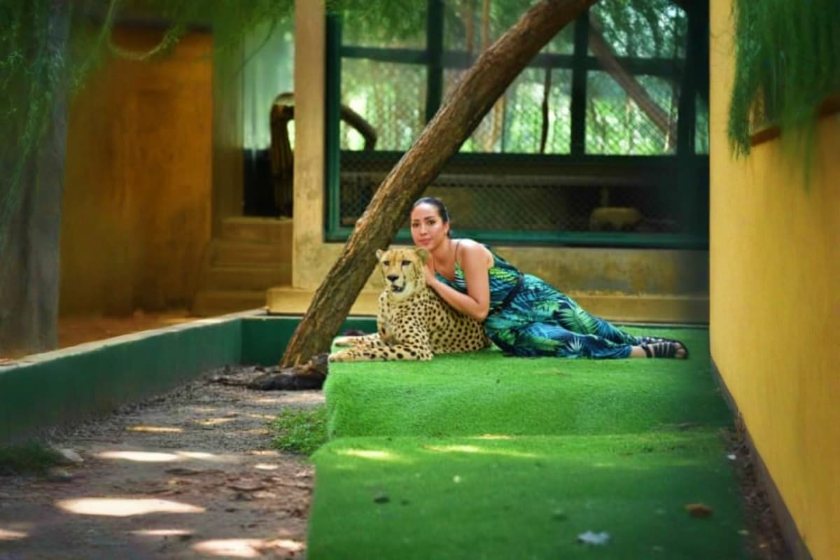 Tiger Kingdom Woman posing with a cheetah in a zoo enclosure with green walls and wooden beam structure