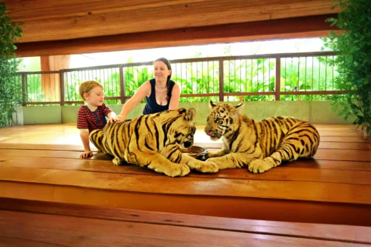 Tiger Kingdom Woman and young child petting two tigers on wooden platform at Tiger Kingdom facility with green vegetation in background