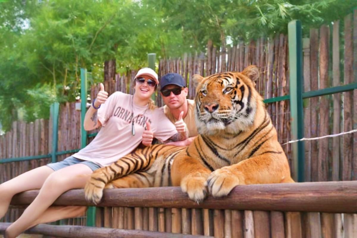 Two visitors posing with a large tiger at Tiger Kingdom wildlife attraction, sitting on wooden log fence