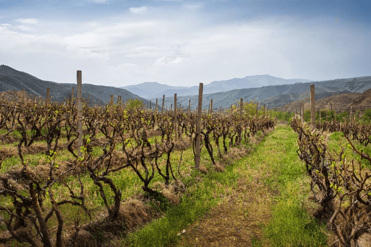 Vineyard rows with wooden stakes on hillside overlooking distant mountains and valley landscape