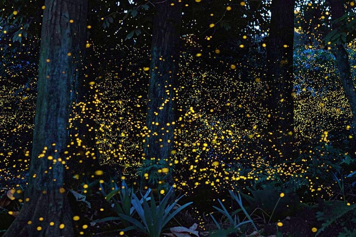 Thousands of glowing fireflies illuminating a dark forest at night with tree trunks and vegetation visible below