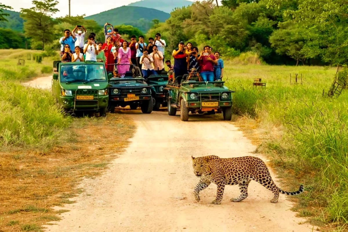 Jaipur Jhalana Sharing Jeep Safari Leopard crossing dirt road in front of three green jeeps filled with safari tourists in Jhalana wildlife reserve