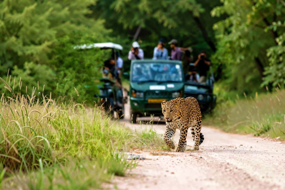 Jaipur Jhalana Sharing Jeep Safari Leopard walking on dirt road during Jaipur Jhalana safari with tourists in green jeep in background