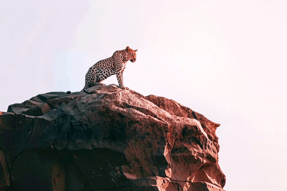 Leopard perched on rocky outcrop during wildlife safari in Jaipur, India