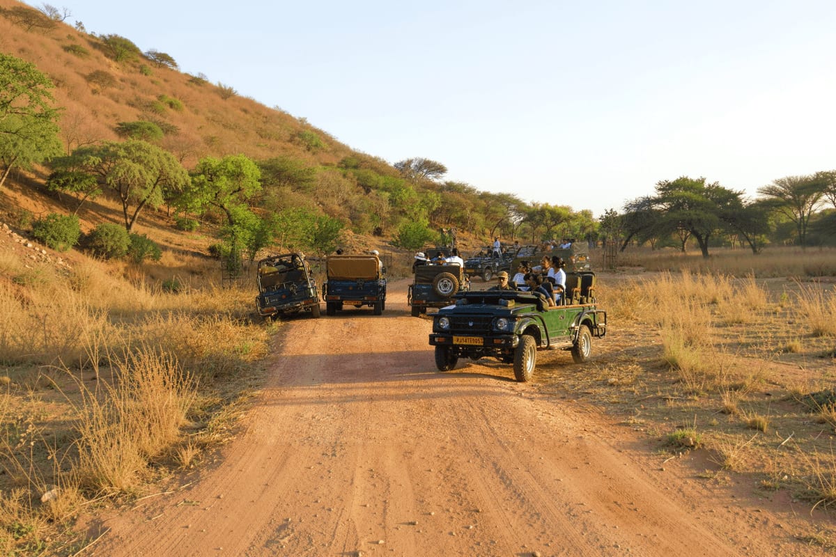 Jaipur Jhalana Sharing Jeep Safari Convoy of safari jeeps filled with tourists on a dusty dirt road in arid landscape with sparse vegetation and trees, Jhalana,